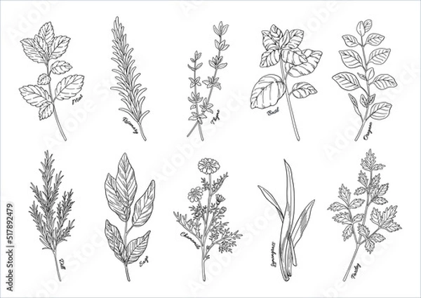 Fototapeta ハーブの線画イラスト, 手描きの挿絵素材, 香草植物のセット, 料理やアロマの材料. ペン画.