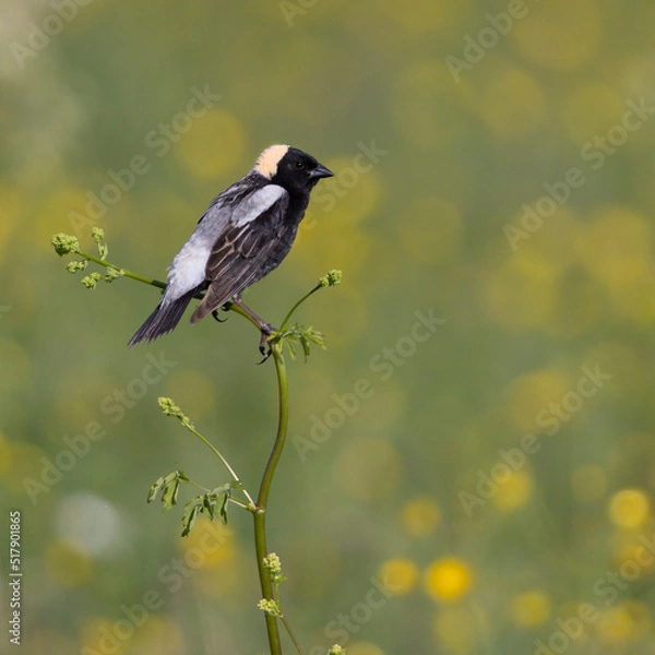 Obraz Male Bobolink perched on a weed stalk