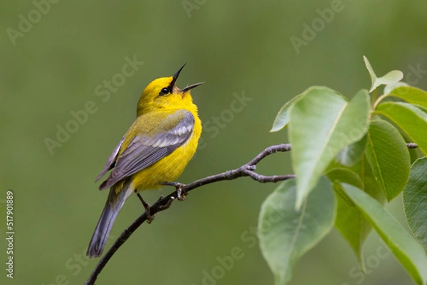 Fototapeta Male Blue-winged Warbler singing from a tree branch