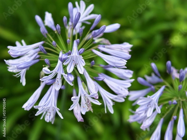 Obraz 公園のアガパンサスのクローズアップ
