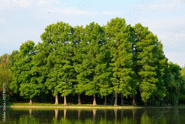 Fototapeta Bald cypress (taxodium distichum) tall trees on lake shore in Titan (IOR) park in Bucharest on a summer sunny morning, reflecting on water