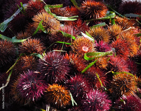 Fototapeta tableau d'oursins