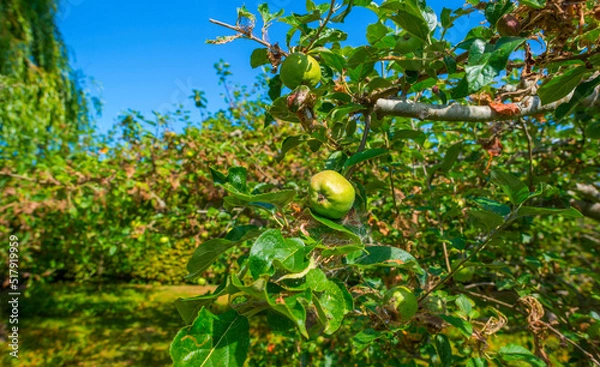Obraz Apple trees in an orchard in a green grassy meadow in bright sunlight in summer, Walcheren, Zeeland, the Netherlands, July, 2022