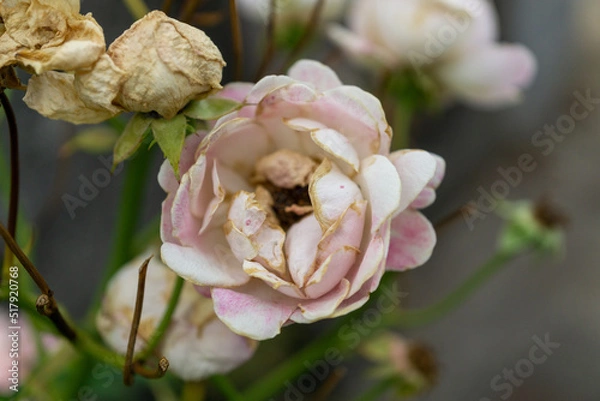 Obraz 枯れかけている薔薇