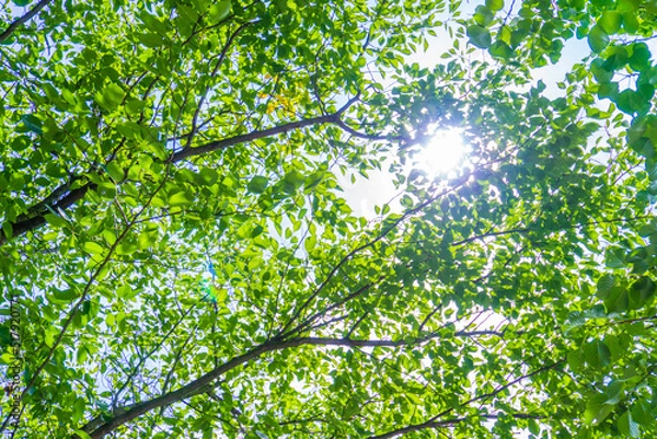 Obraz 夏の木漏れ日