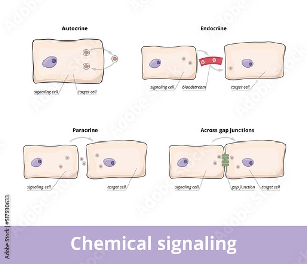 Fototapeta Chemical signaling. Common forms of chemical signaling between cells, including autocrine, gap junctions, paracrine and endocrine forms.