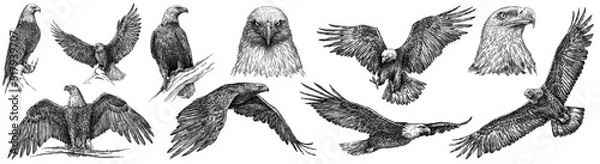 Fototapeta Vintage engrave isolated eagle set illustration ink sketch. Wild falcon background hawk art