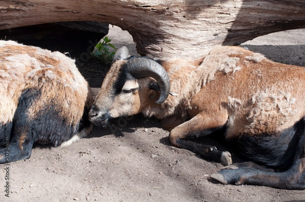 Obraz Brown sheep sleeping on the ground