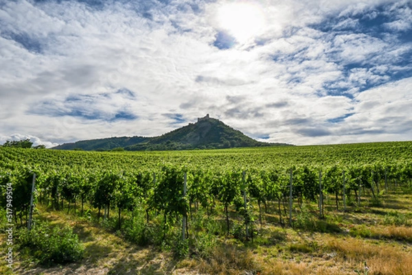Fototapeta A vineyard under a hill with a castle on top.