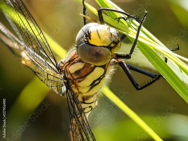 Obraz Frisch geschlüpfte Libelle