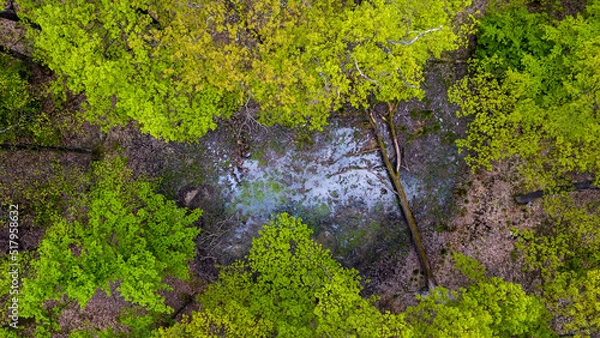 Obraz aerial view of fallen tree in the swamp