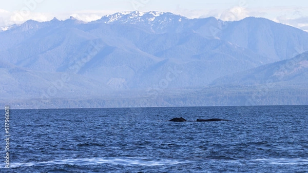 Fototapeta pod of humpback whale breaching on calm day on ocean