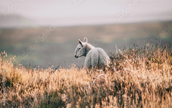 Obraz sheep in the field