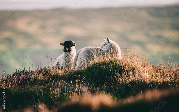 Obraz sheep in the field
