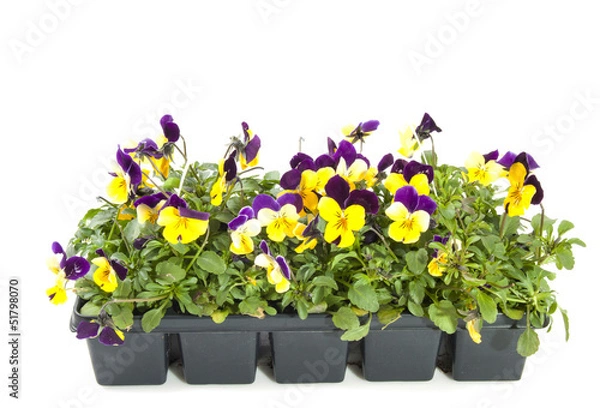 Fototapeta Violets in bloom