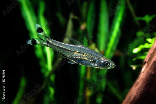 Fototapeta ラスボラ　シザーステールラスボラ　コイの仲間