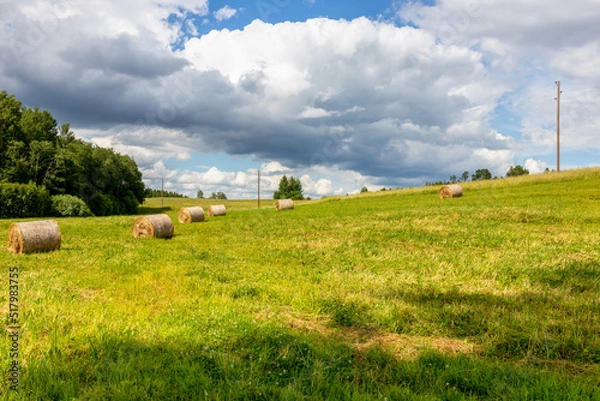 Fototapeta Landscape in the countryside on a summer day. Low cumulus clouds in the sky. In the meadows, grass is cut and hay is rolled into bales for fodder. Tidy environment, preparation for the winter season.
