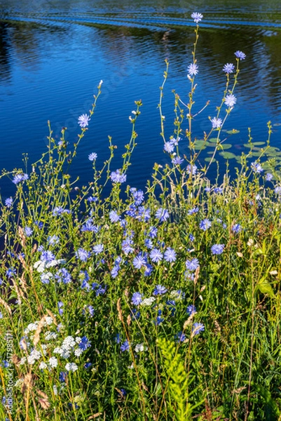 Obraz View of flowering chicory (Cichórium) by the water's edge on a sunny day.
The blue flowers open only in sunny weather. A plant used in the food industry and folk medicine.