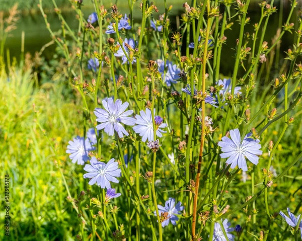 Obraz View of flowering chicory (Cichórium) by the water's edge on a sunny day.
The blue flowers open only in sunny weather. A plant used in the food industry and folk medicine.