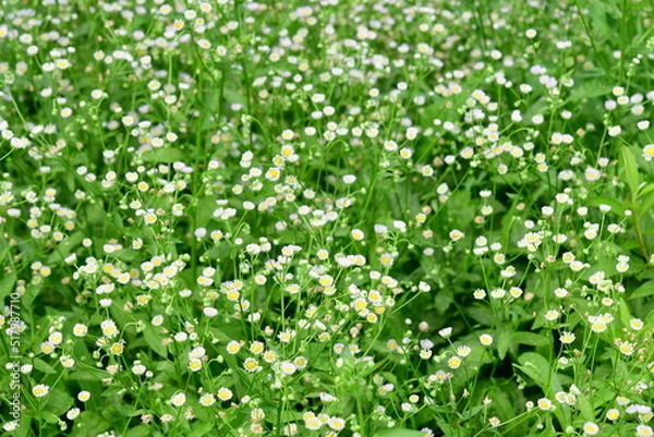 Fototapeta 개망초