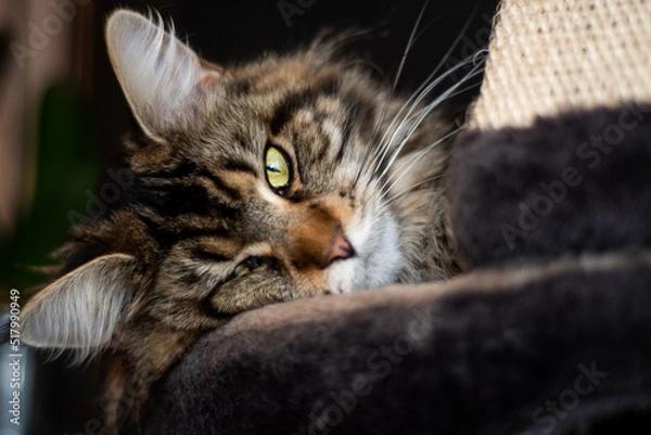 Fototapeta Main Coon