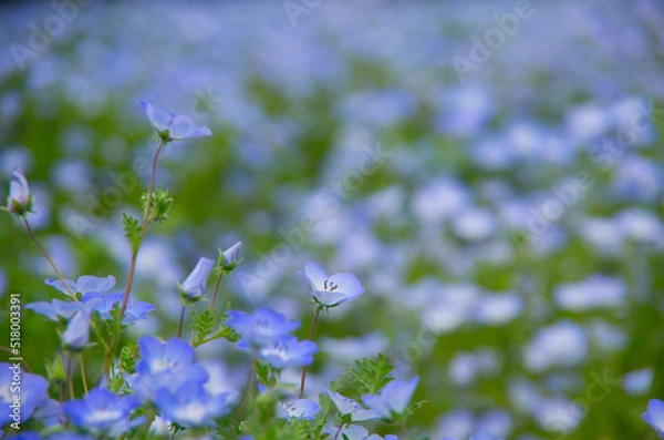 Obraz ネモフィラ畑