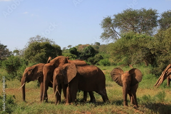 Obraz アフリカゾウの仲良し家族