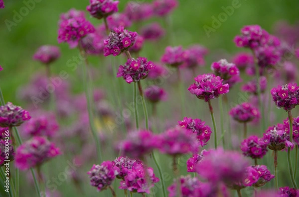 Obraz ハマカンザシ