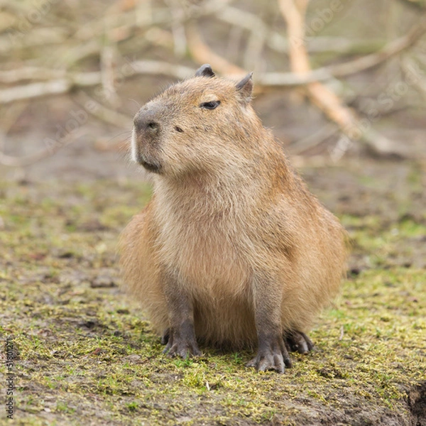 Obraz Capybara (hydrochoerus hydrochaeris)