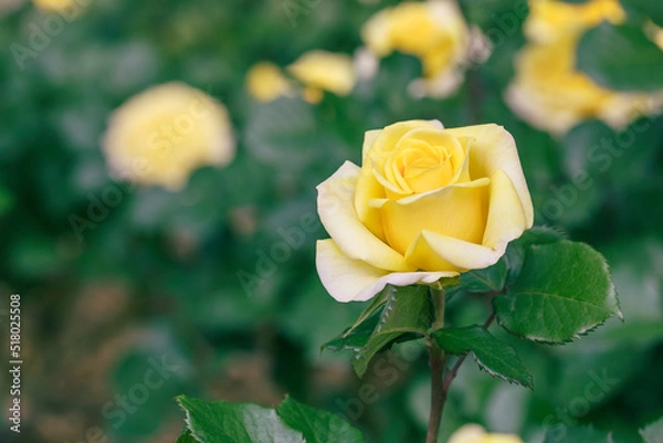 Fototapeta Yellow Rose in the summer garden.