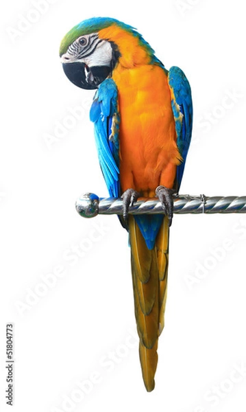 Fototapeta Kolorowa czerwona papuga na białym tle