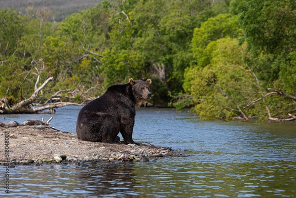 Fototapeta bear in the lake