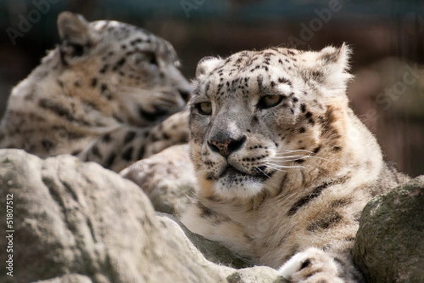Fototapeta Schneeleopard