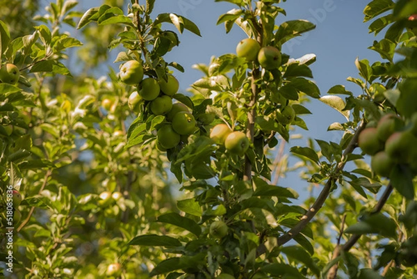 Fototapeta apples in the garden on a branch against a background of leaves, green with pink