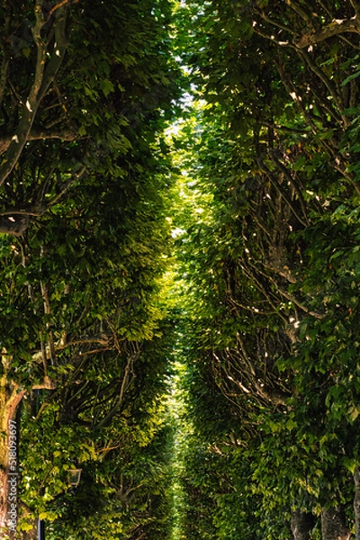Fototapeta Blätterdach Allee