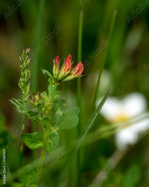 Obraz Big trefoil flower selective focus