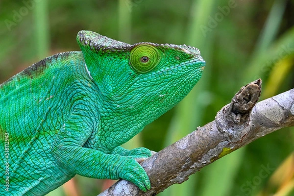 Obraz Chameleon Furcifer Pardalis,Madagascar nature