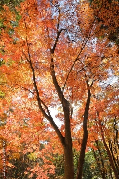 Fototapeta 秋色天井