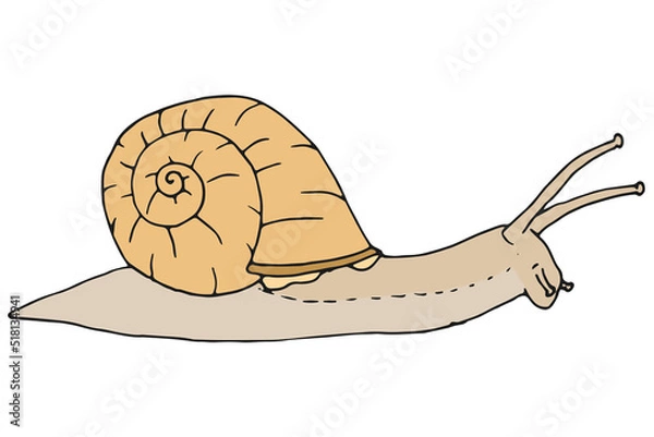 Obraz Weinbergschnecke