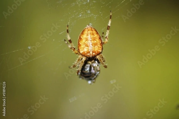 Fototapeta Araignée