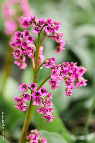 Obraz Pink flowers Badan thick-leaved in the garden