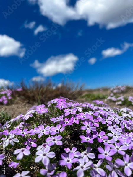 Obraz wildflowers of blue sky