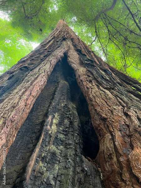 Obraz Redwood tree reaching for the sky 