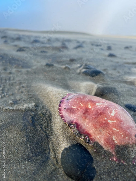 Obraz crab on the beach