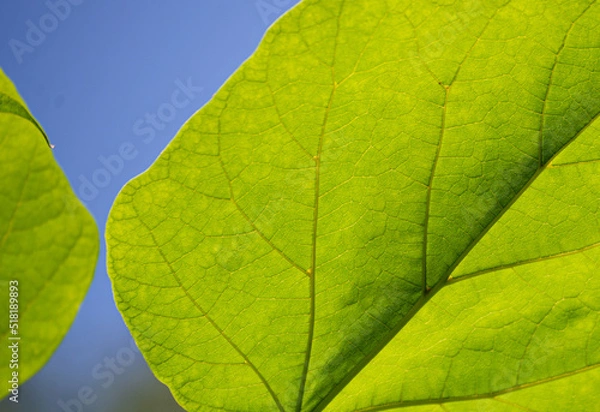 Obraz green leaf background