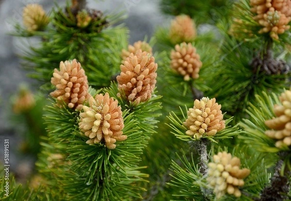 Fototapeta Siberian fir. Sakhalin fir. Fir blossoms. Fir is an evergreen coniferous tree