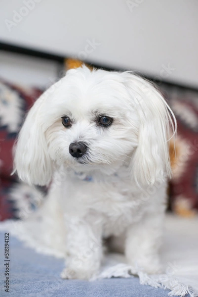 Fototapeta White small Maltese breed dog sitting  on a couch with cushions, being cute. Hypoallergenic dog for people with allergies. Fluffy pet dog.