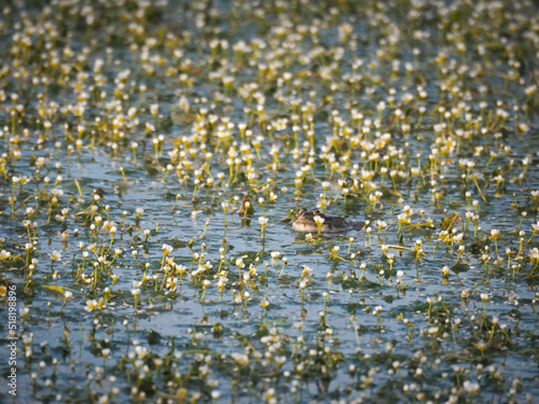 Fototapeta Grenouille se prélassant dans une mare rempli de fleurs blanches et jaunes
