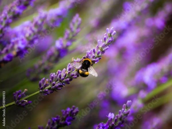 Fototapeta Bourdon noir et jaune butinant la lavande sur un fond de violet et de vert créé par la lavande. 