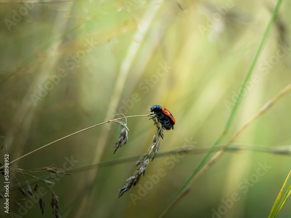 Fototapeta Insecte rouge et noir de l'espèce clytra pris en macro photographie sur un un brin d'herbe au milieu d'un champs. 